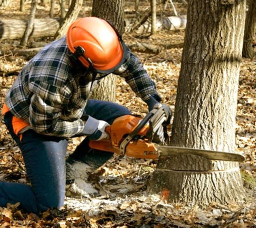 Tree Removal in Lebanon, WI